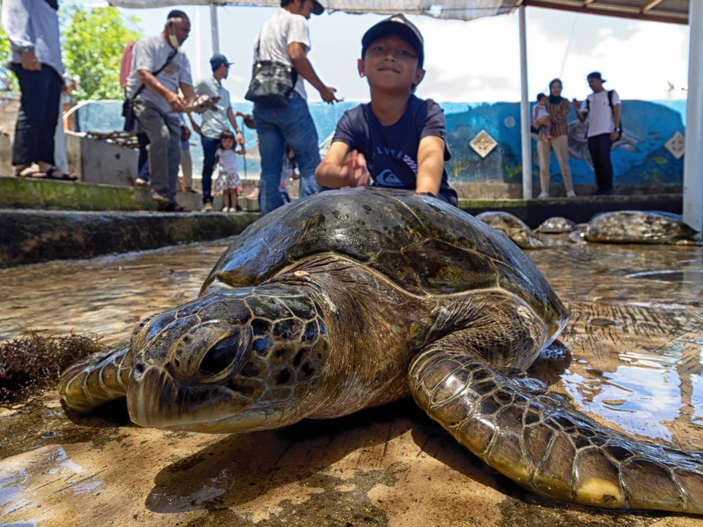 Bali Turtle Island Tanjung Benoa: Your Ultimate Marine Adventure
